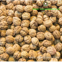 organic planted walnut shelled halves with light color